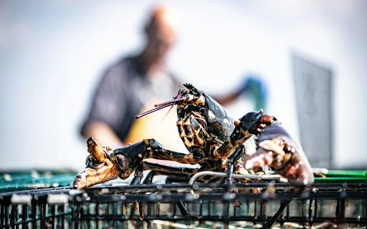 Big Green Egg Kochbuch Modus Operandi 9 Big Green Egg Kochbuch Modus Operandi – Bild 7