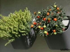 WWOO Designbeton-Outdoorküche Mauno -Grill Verkaufsgeschäft kitchen garden 2